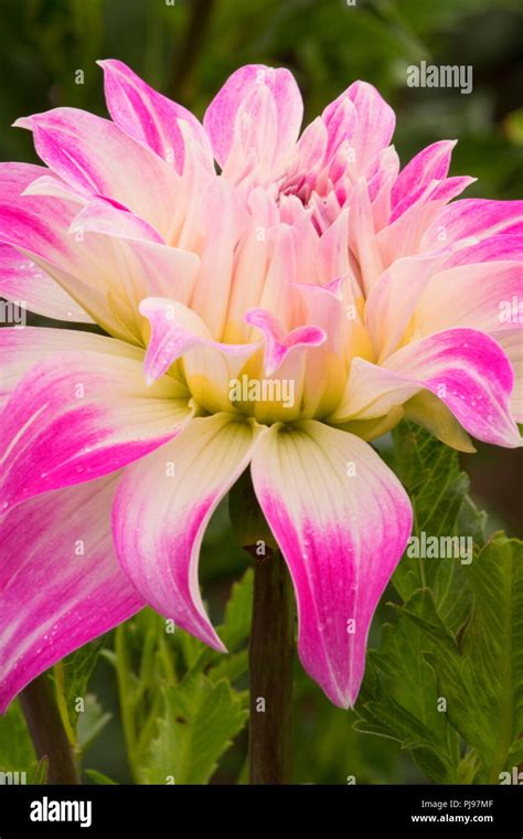 swan island dahlias|where to purchase dahlias.